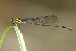 Image of Acanthagrion apicale Selys 1876