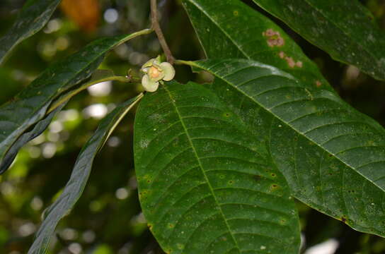 Imagem de Guatteria rostrata Erkens & Maas