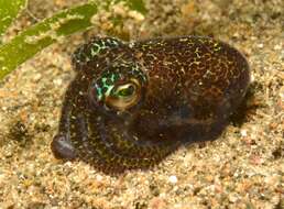 Image of Humming-bird Bobtail Squid