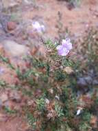 صورة Barleria saxatilis Oberm.