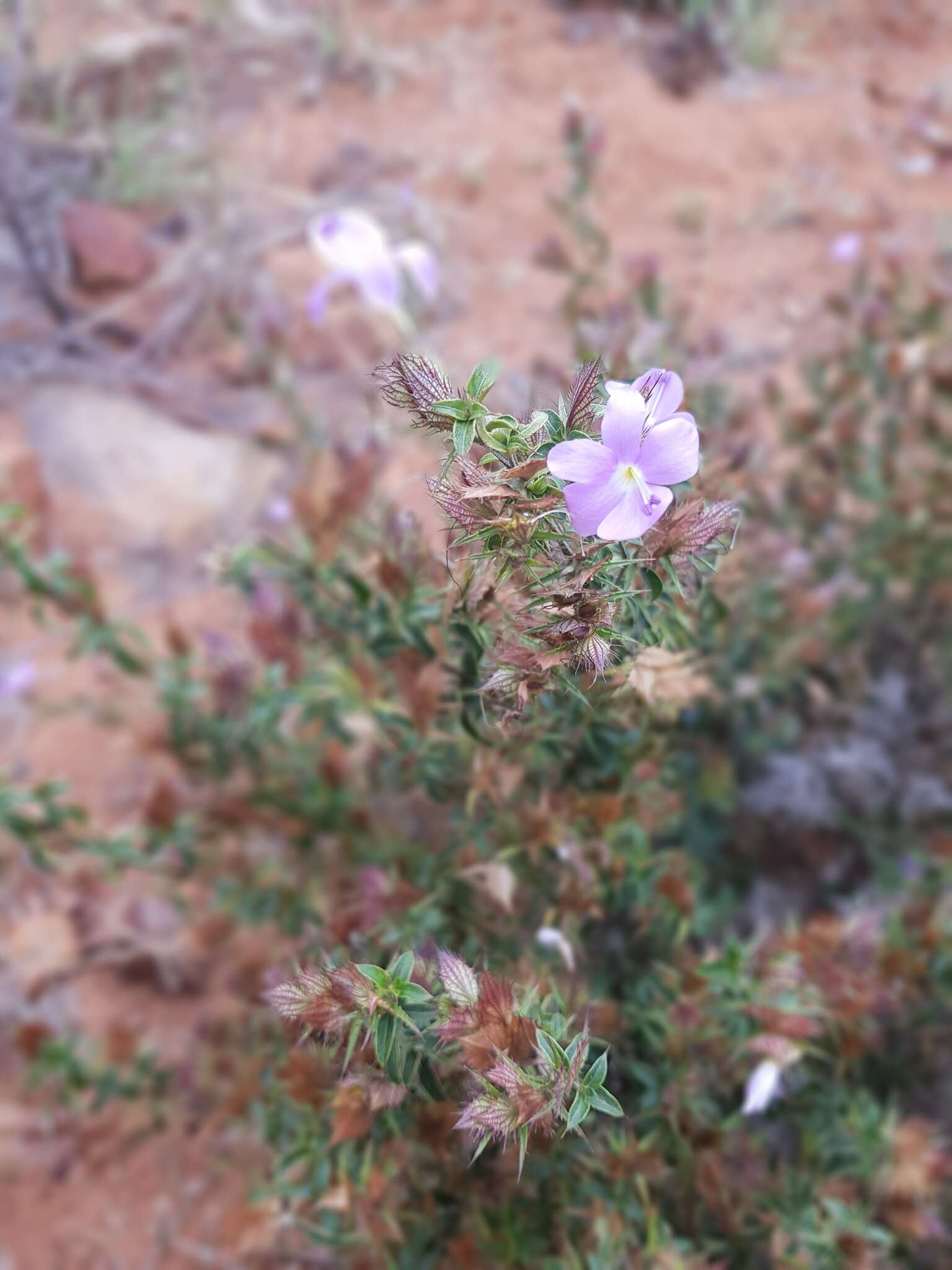 صورة Barleria saxatilis Oberm.