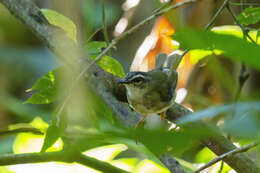 Image of Riverbank Warbler