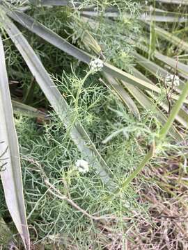 Image of Gyptis pinnatifida Cass.