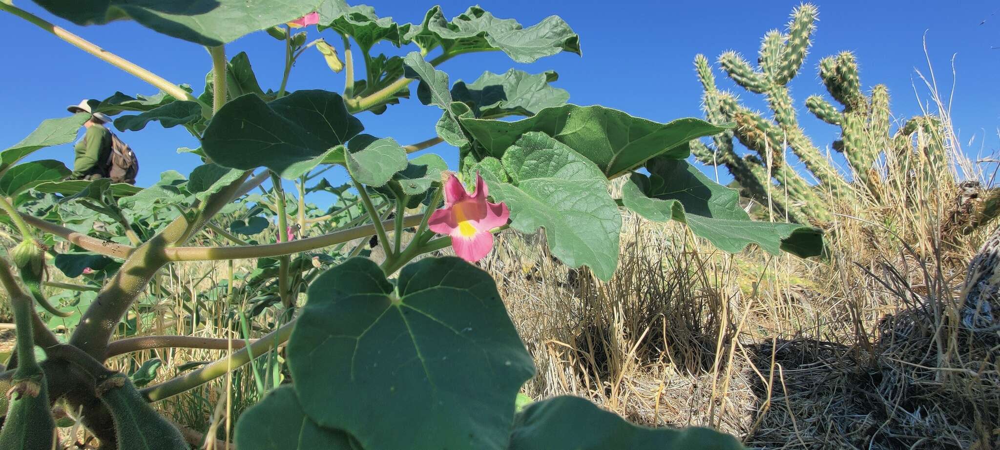 Sivun Proboscidea parviflora subsp. parviflora kuva