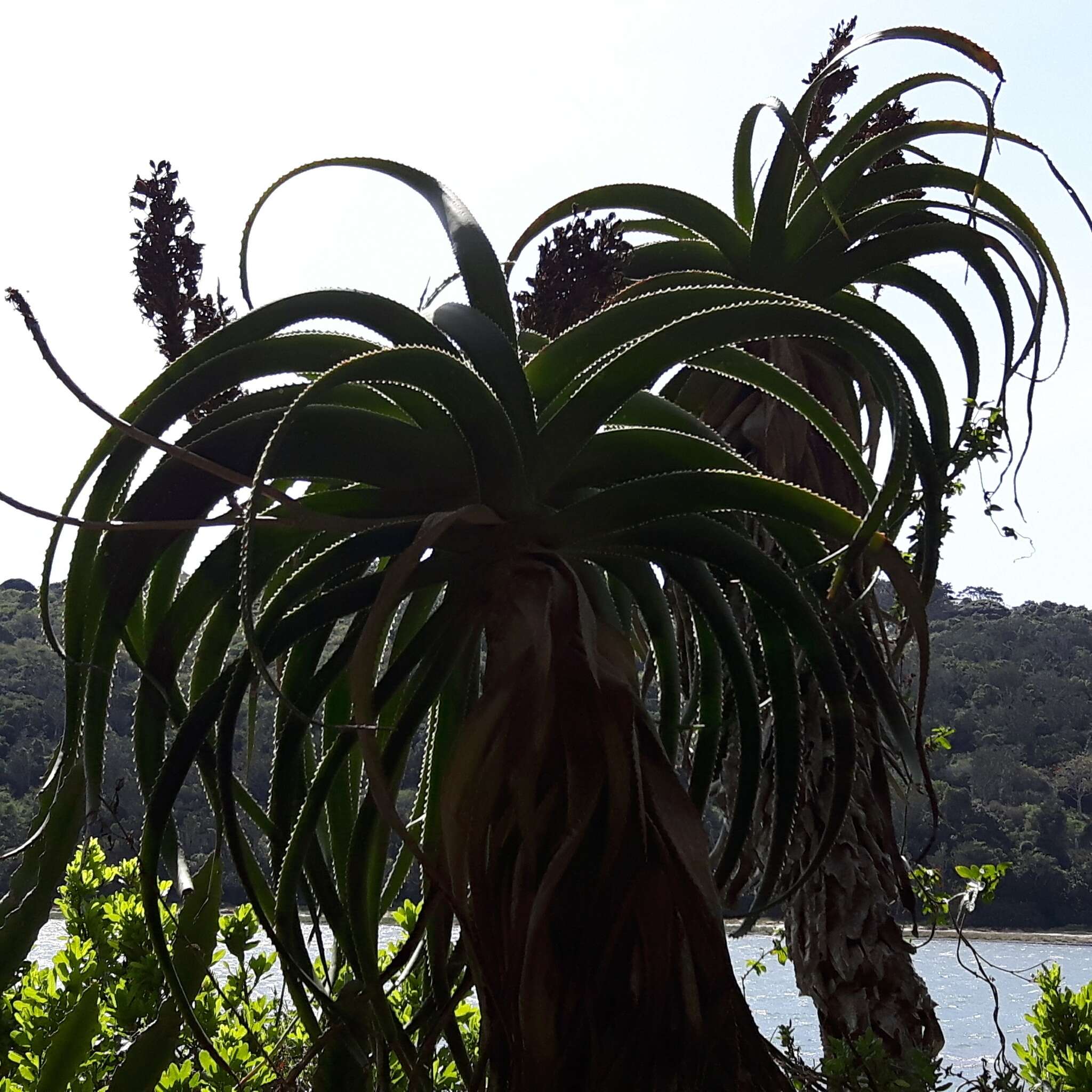 Image of Aloe pluridens Haw.