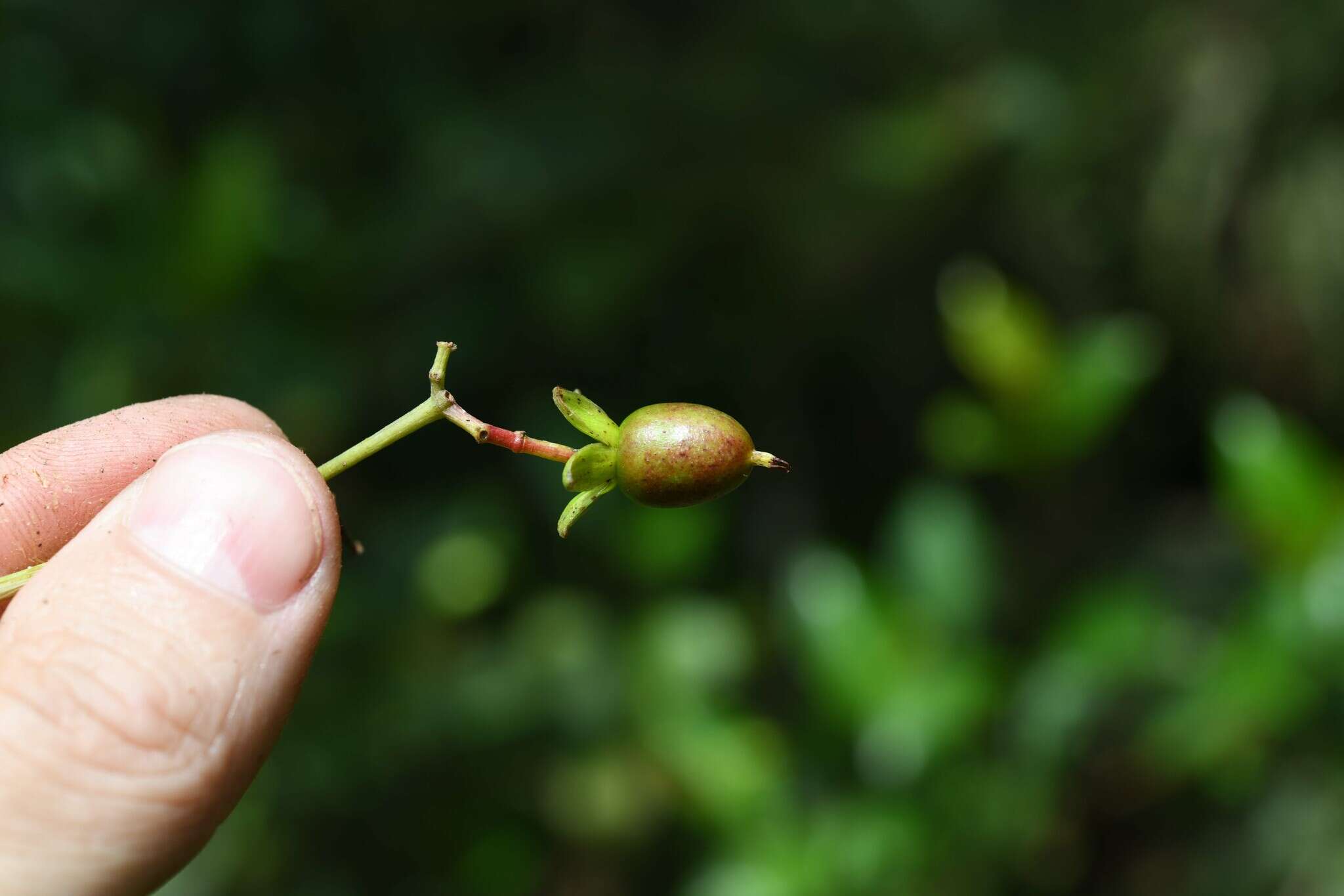 Image of Vismia cayennensis (Jacq.) Persoon