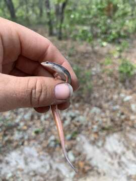 Plestiodon egregius lividus Mount 1965 resmi