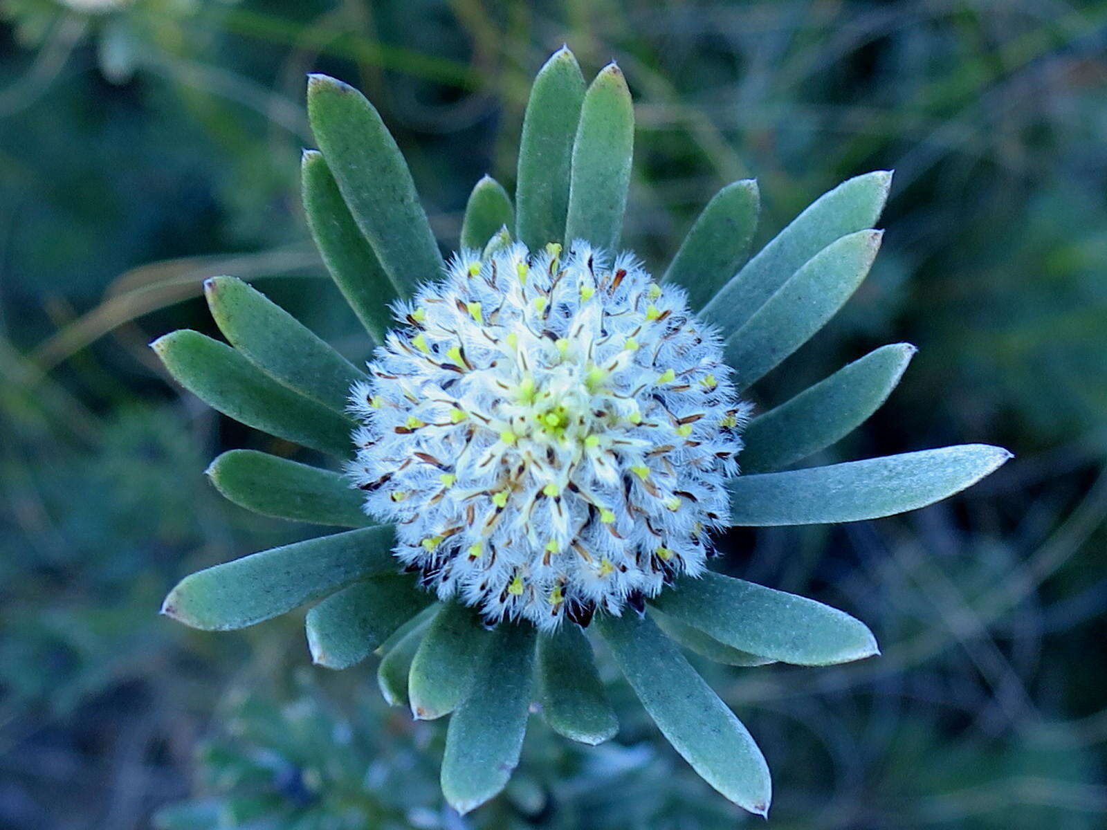 Image of Leucadendron singulare I. Williams