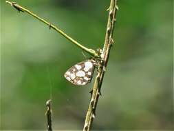 Image de Falcuna orientalis (Bethune-Baker 1906)