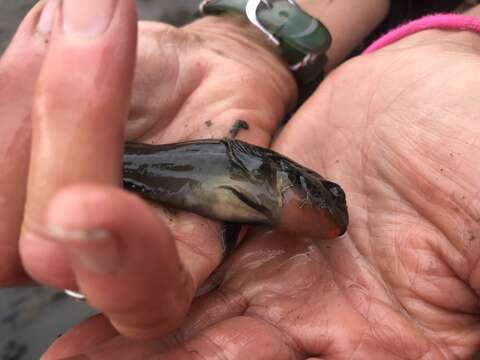 Image of Bay blenny