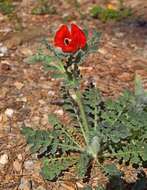 Image of blackspot hornpoppy