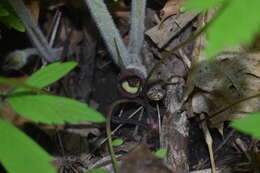 Image of Asarum canadense var. canadense