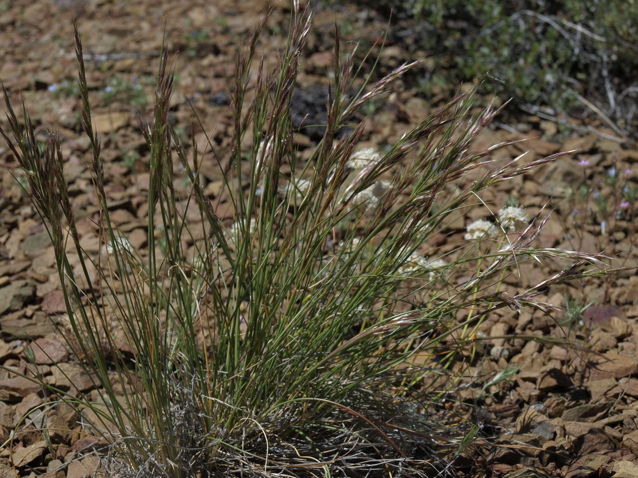 Image of Webber needlegrass