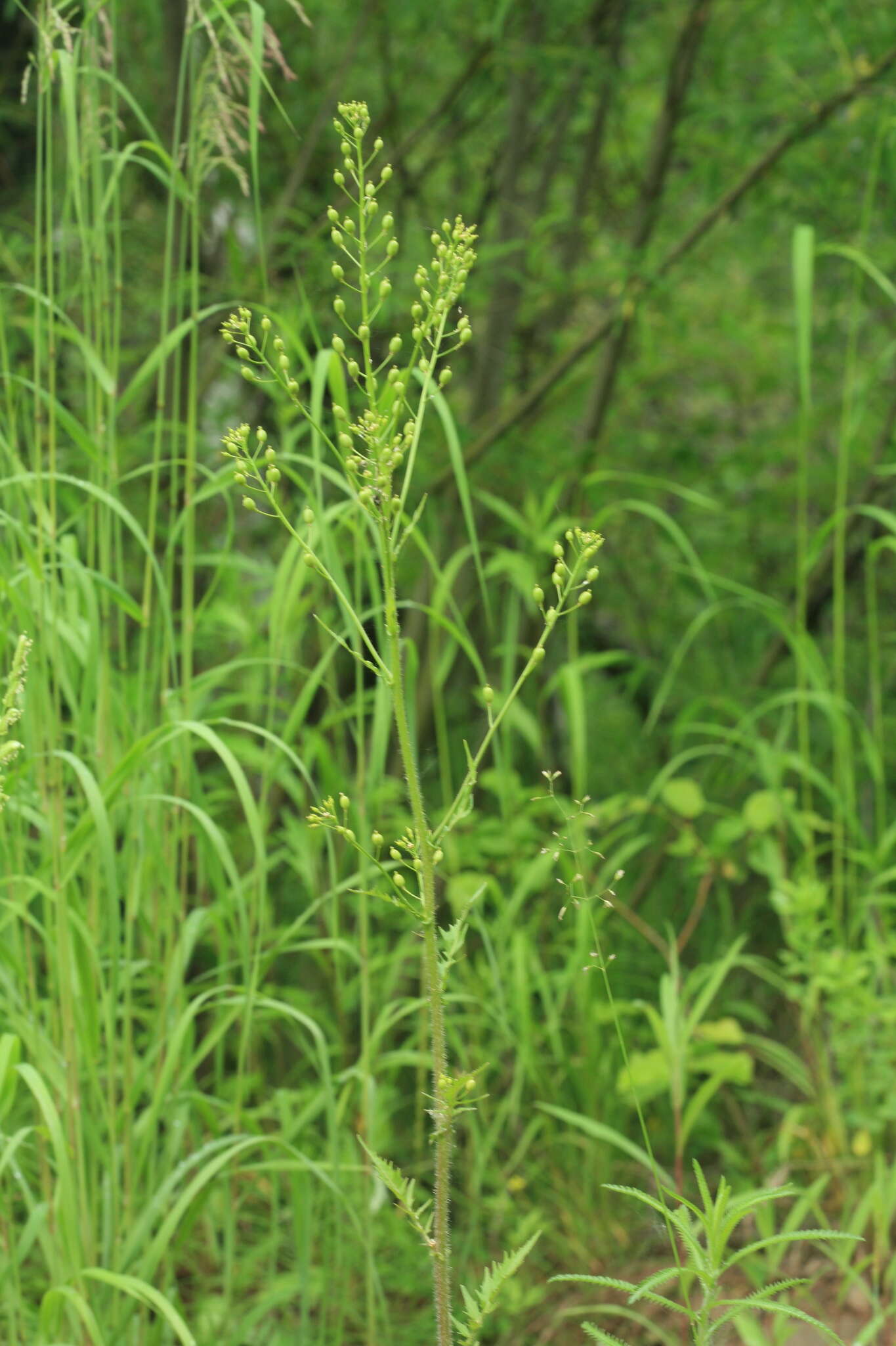 Image de Rorippa barbareifolia (DC.) Kitag.