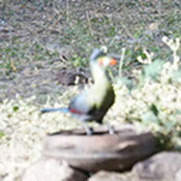 Image of White-cheeked Turaco