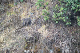 Image of goral
