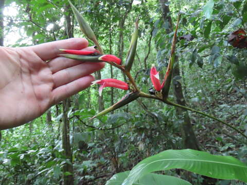 صورة Heliconia metallica Planch. & Linden ex Hook.