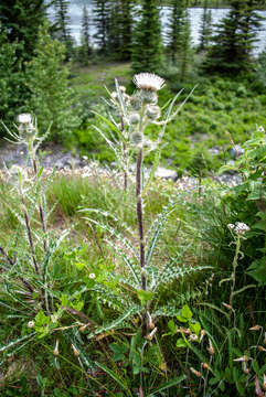 Image of white thistle