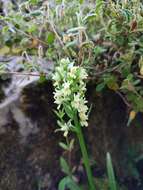 Image of Dactylorhiza romana subsp. guimaraesii (E. G. Camus) H. A. Pedersen