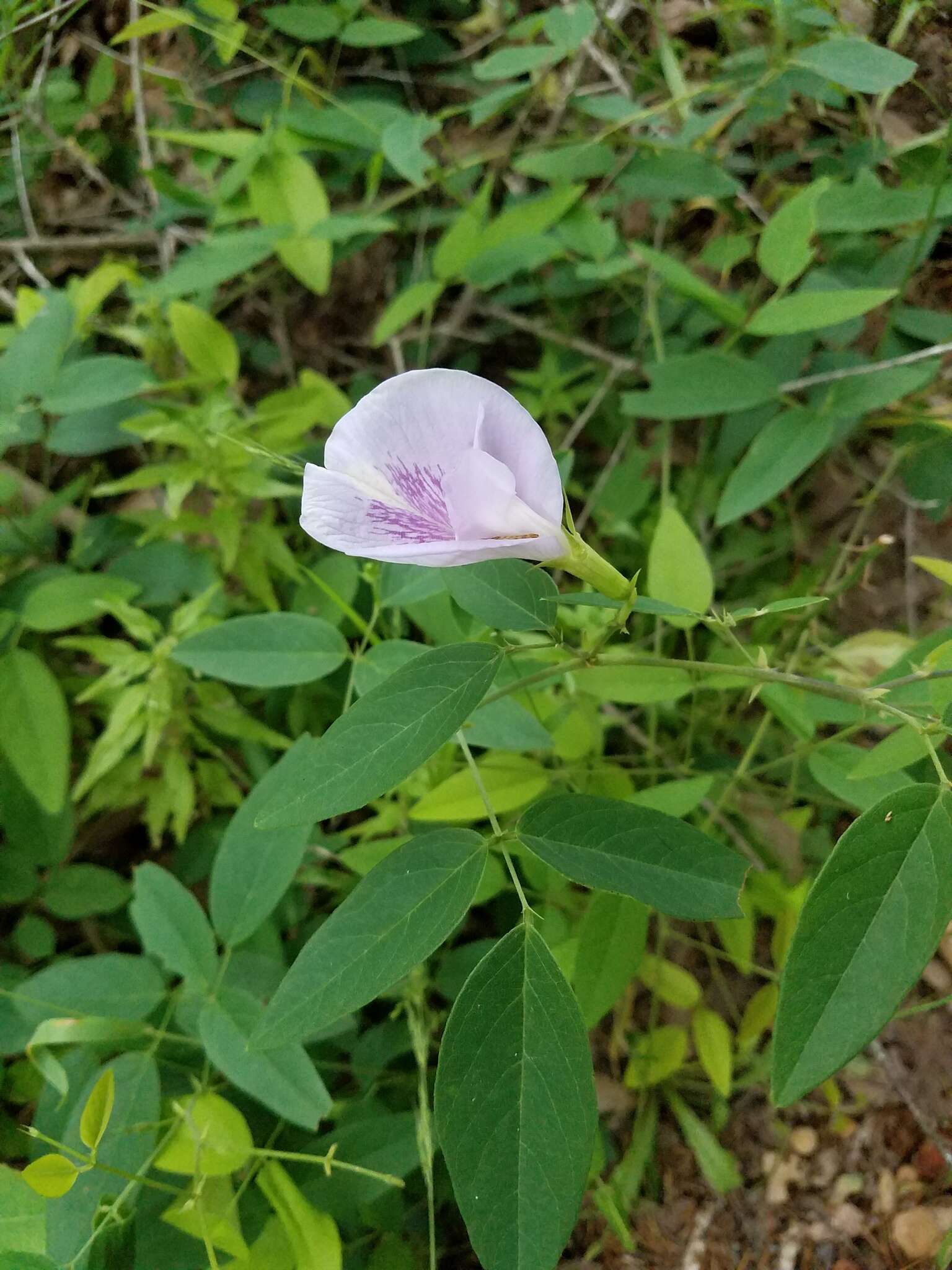 Clitoria mariana L. resmi