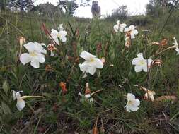 Plancia ëd Mandevilla oaxacensis (Henrickson) L. O. Alvarado & J. F. Morales