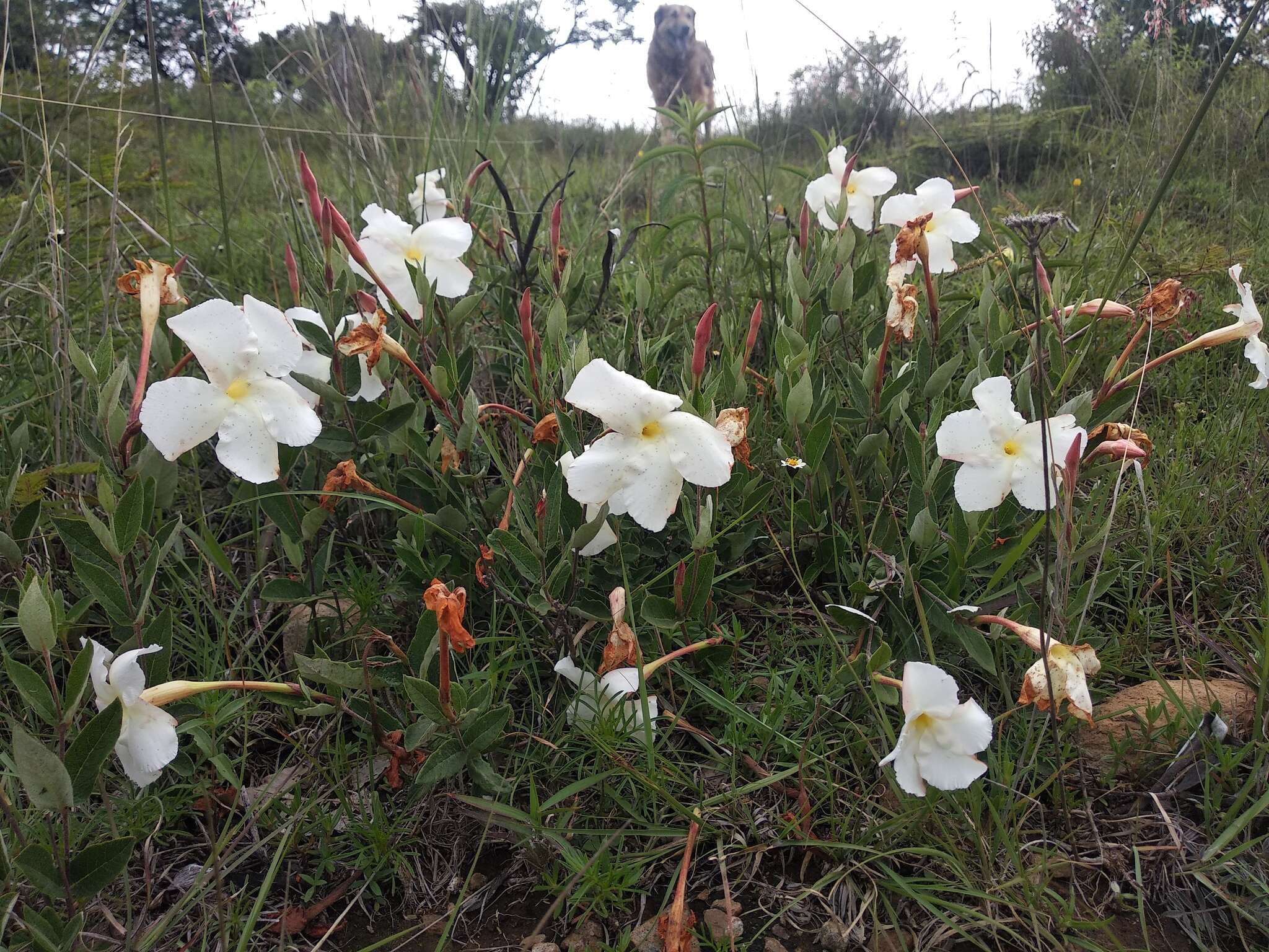 Plancia ëd Mandevilla oaxacensis (Henrickson) L. O. Alvarado & J. F. Morales