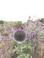 Image of Echinops strigosus L.