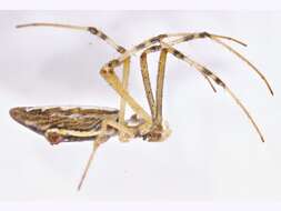 Image of Argiope protensa L. Koch 1872