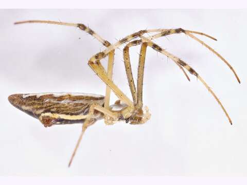 Imagem de Argiope protensa L. Koch 1872