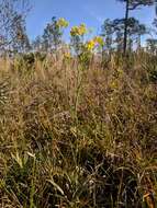 Image of Pineland Rayless-Goldenrod