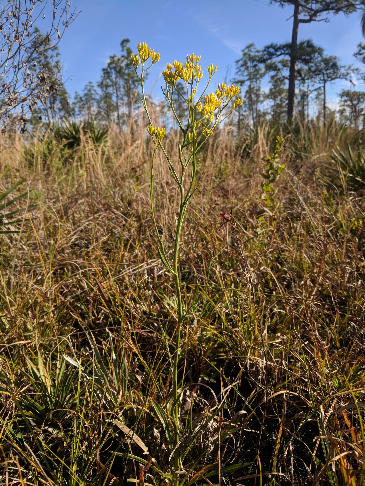 Image of Pineland Rayless-Goldenrod