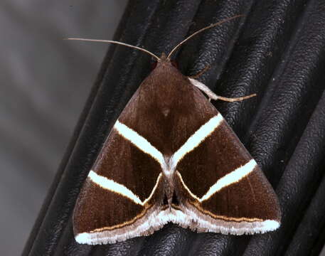 Image of Grammodes justa Walker 1858