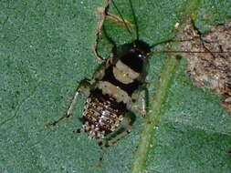 Image of Cockroach