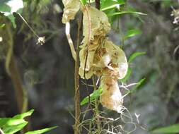 Image of Anchietea pyrifolia A. St.-Hil.