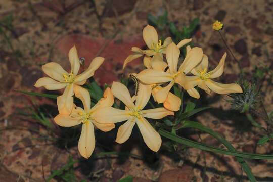 Image of Moraea nana (L. Bolus) Goldblatt & J. C. Manning