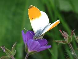 Image of orange tip