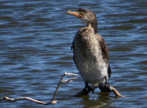 Image of Long-tailed Cormorant