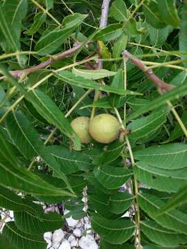 Sivun Juglans microcarpa Berl. kuva