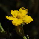 Image of Hibbertia asterella