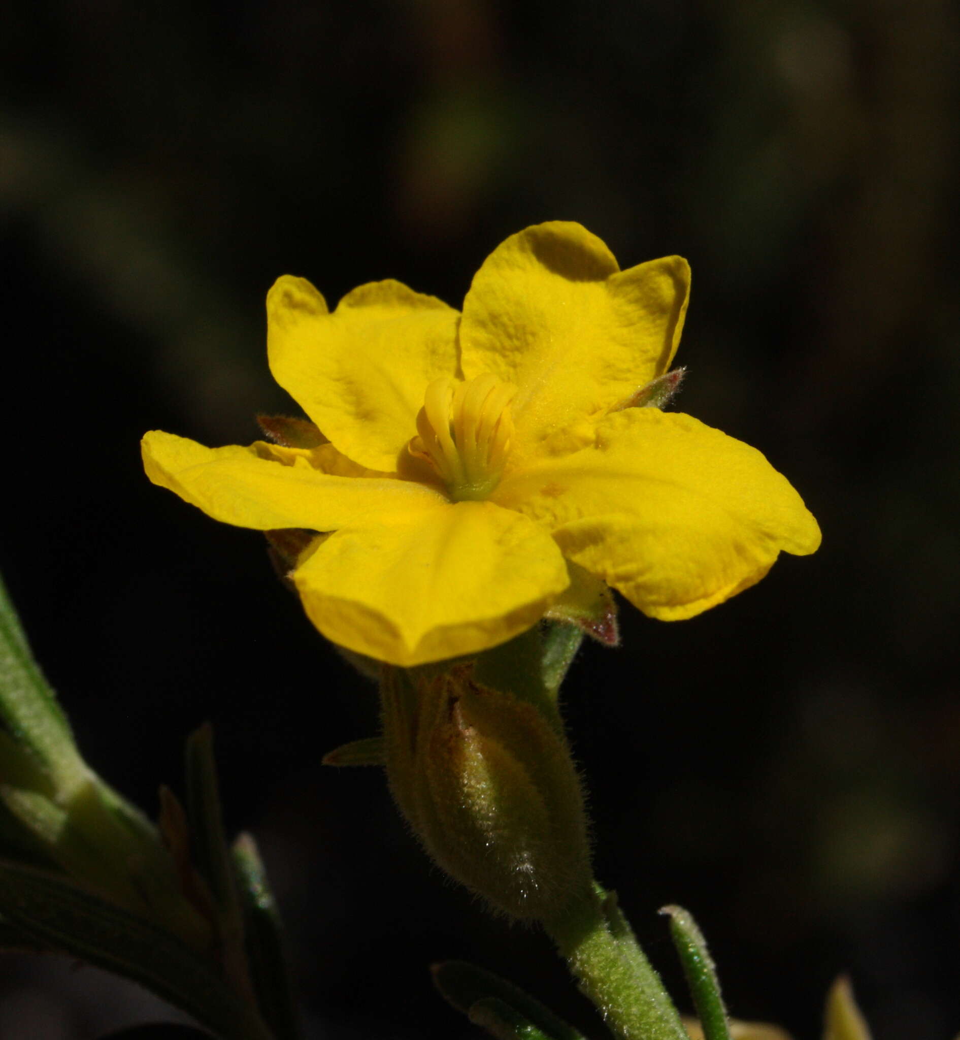 Image of Hibbertia asterella