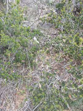 Image of Caladenia leptochila Fitzg.