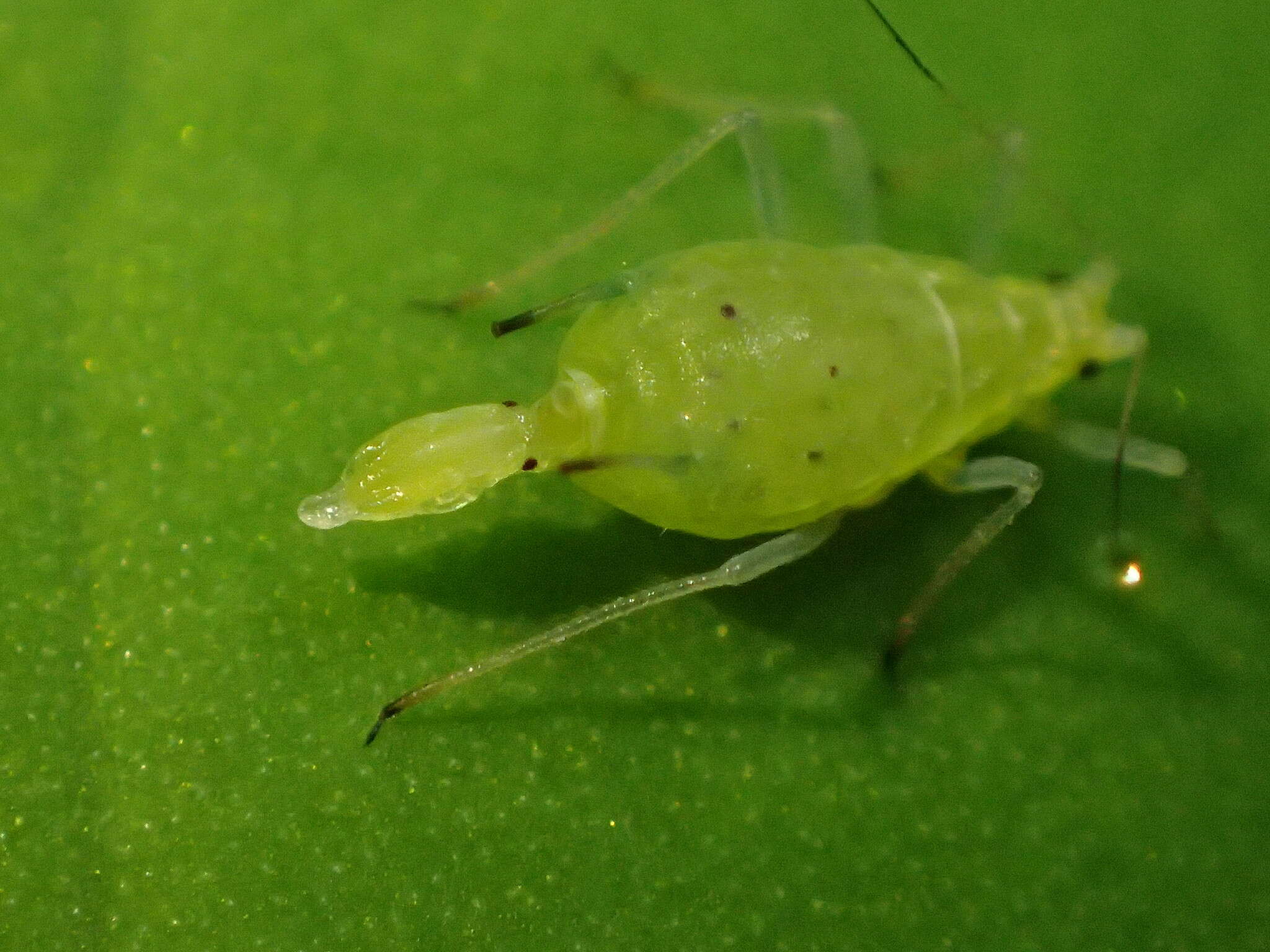 صورة Microsiphoniella oregonensis (Wilson & H. F. 1915)