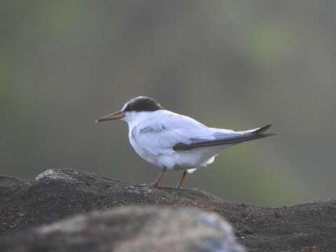 Image of Saunders's tern