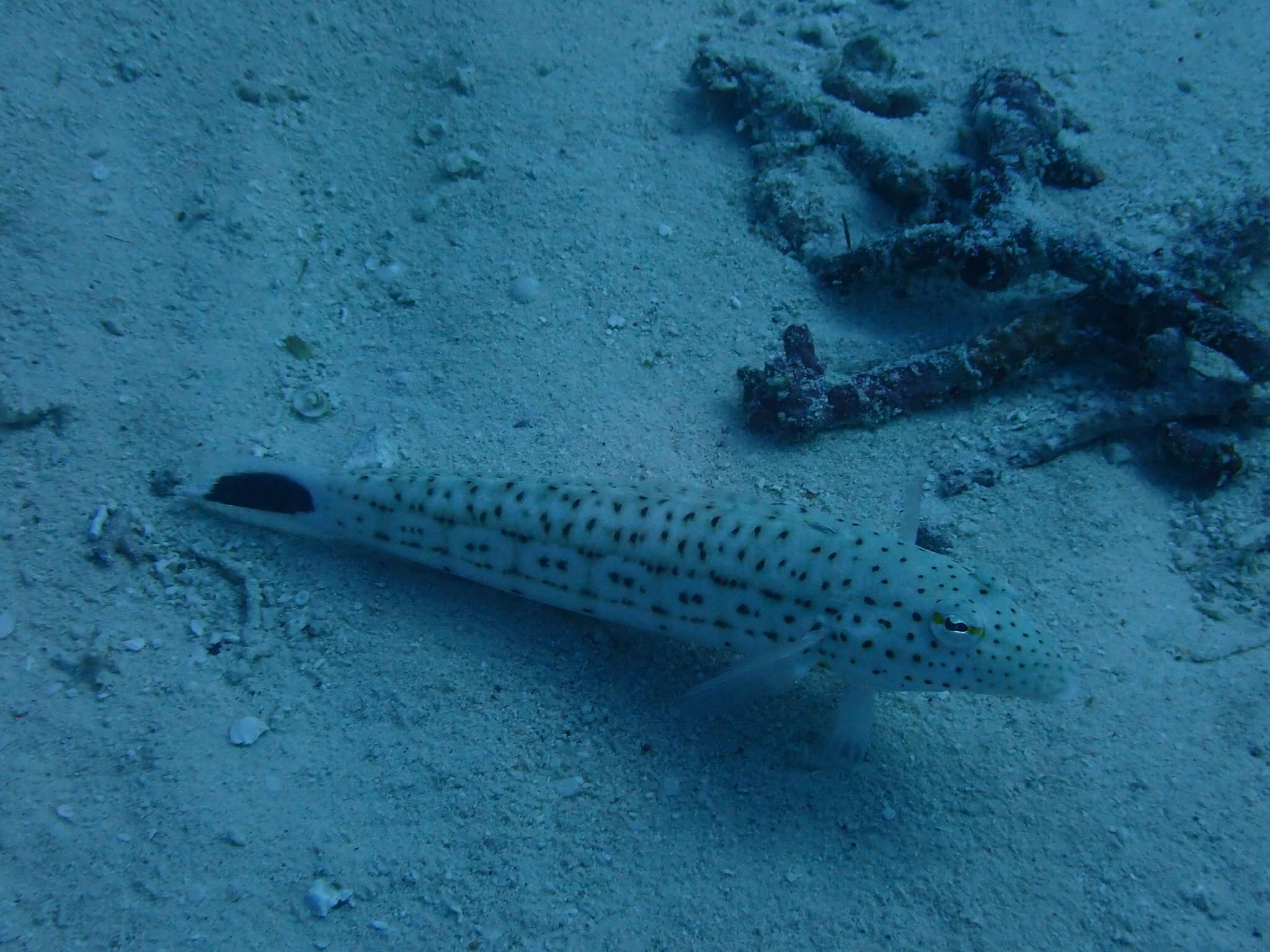 Image of Parapercis pacifica Imamura & Yoshino 2007