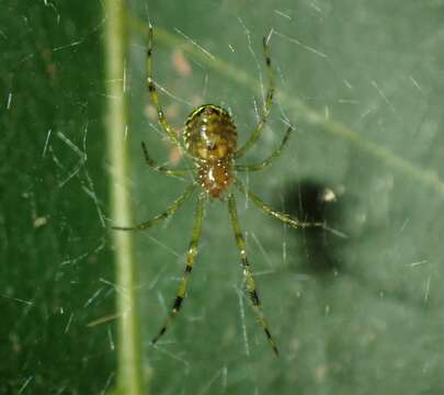 Image of Theridion zonulatum Thorell 1890