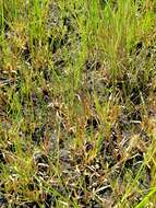 Image of Big Carpet Grass