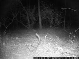 Image of Senegal Bushbaby