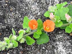 Image of woolly globemallow