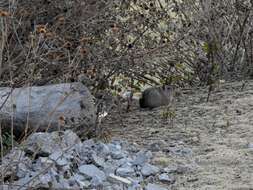 Image of Montane Guinea Pig