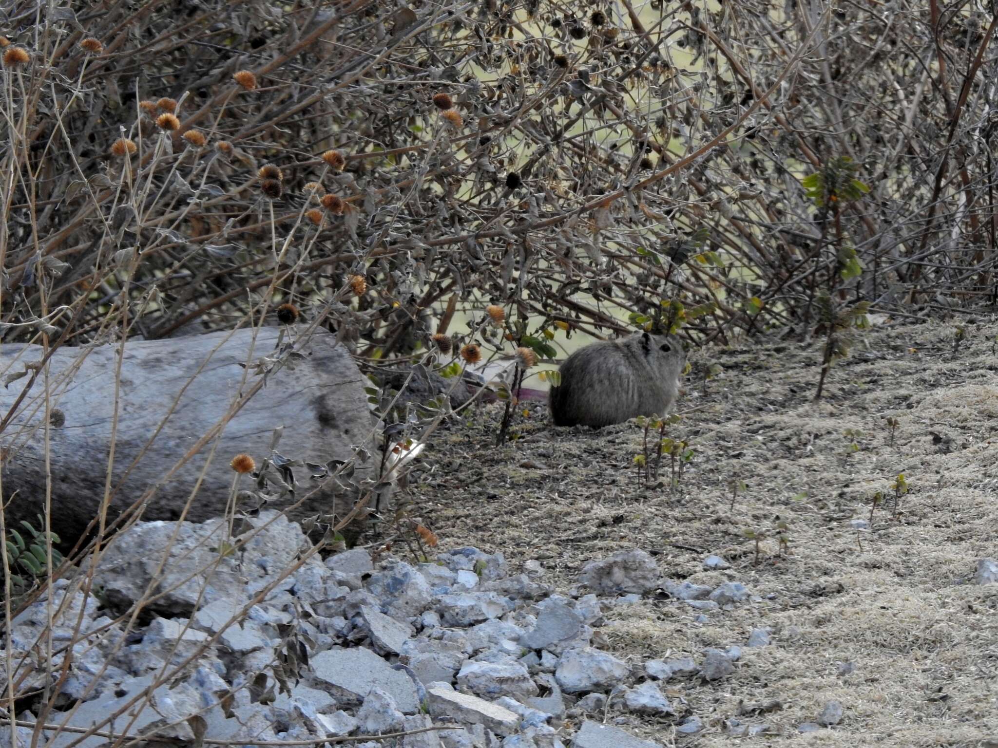 Image of Montane Guinea Pig